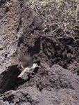 Rock Wren 4836